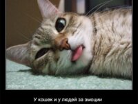 Интересные факты о кошках