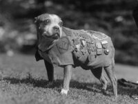 Сержант Stubby Сержант Stubby