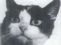 Кошки-космонавты Кошки-космонавты