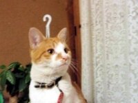 Что делают кошки, когда вас нет дома?