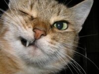Молочные зубы у кошек