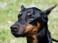 Дельфины спасли жизнь доберману Дельфины спасли жизнь доберману