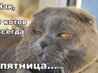 Мырфятница Мырфятница