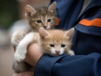 Помощь бездомным животным в Уфе Помощь бездомным животным в Уфе