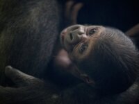 Западная равнинная горилла из Дублина Западная равнинная горилла из Дублина