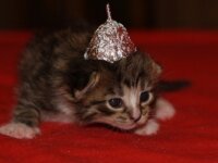 Приюти пришельца, Дорогой Петербуржец ! Приюти пришельца, Дорогой Петербуржец !