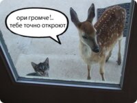 О пользе кошек… О пользе кошек…