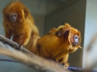 В зоопарке Швейцарии родились золотистые игрунки