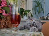 Кошки и валерьянка — афродизиак или наркотик?