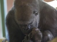Горилла Озала и её новорожденный детёныш Горилла Озала и её новорожденный детёныш