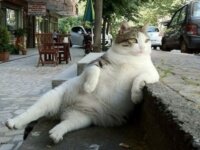 Лишний вес у кошек: лечение и профилактика Лишний вес у кошек: лечение и профилактика