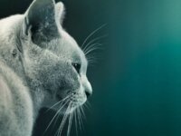 Почему кошки мурлычут ?