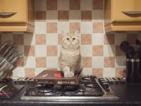 Почему кошек нельзя кормить едой с нашего стола?