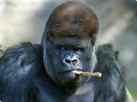 Кибабу уходит на заслуженный отдых Кибабу уходит на заслуженный отдых