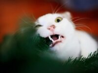 Кошачьи болезни, заразные для человека Кошачьи болезни, заразные для человека