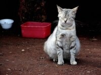 Беременность кошки: признаки и рекомендации Беременность кошки: признаки и рекомендации