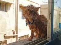Нужно ли купать кошку? Нужно ли купать кошку?