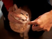 Как почистить зубы кошке ? Как почистить зубы кошке ?
