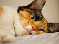 Как дать кошке таблетку? Как дать кошке таблетку?