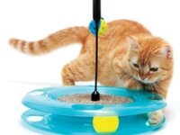 Чем занять свою кошку? Игрушки для кошек Чем занять свою кошку? Игрушки для кошек