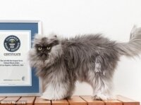 Кот-рекордсмен по имени Полковник Мяу Кот-рекордсмен по имени Полковник Мяу