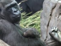 У самки гориллы из зоопарка Москвы родился детеныш У самки гориллы из зоопарка Москвы родился детеныш
