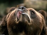 Медведь из зоопарка Буффало пытается отогнать пчелу Медведь из зоопарка Буффало пытается отогнать пчелу