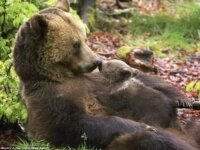 Медведица с медвежонком от фотографа Стефана Мейерса Медведица с медвежонком от фотографа Стефана Мейерса