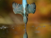 Идеальный снимок зимородка шотландского фотографа